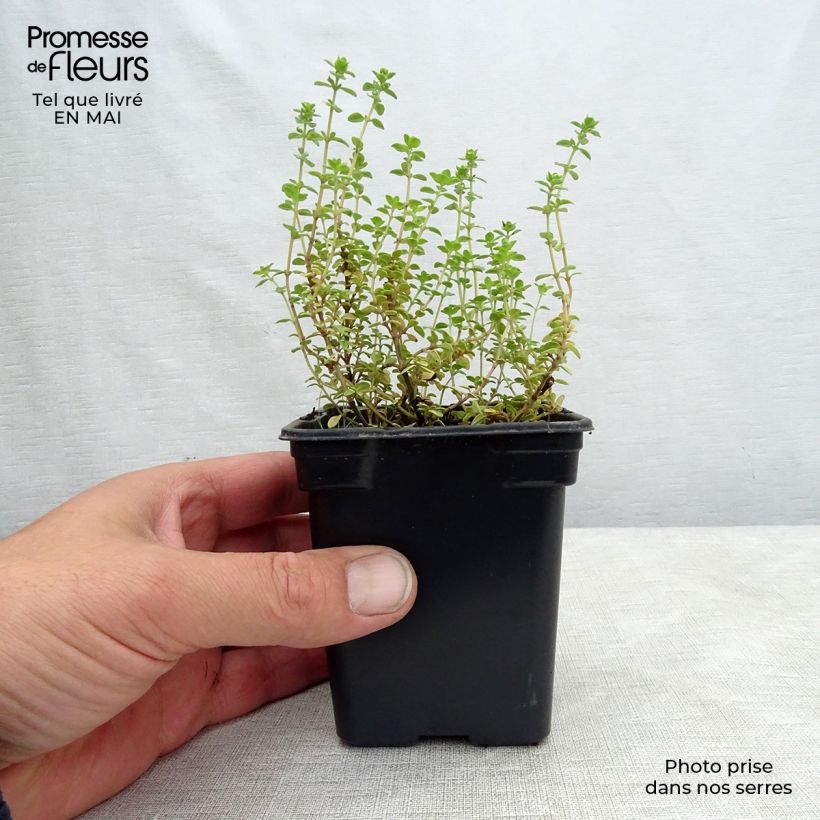 Thymus citriodorus variegated - Lemon Thyme sample as delivered in spring