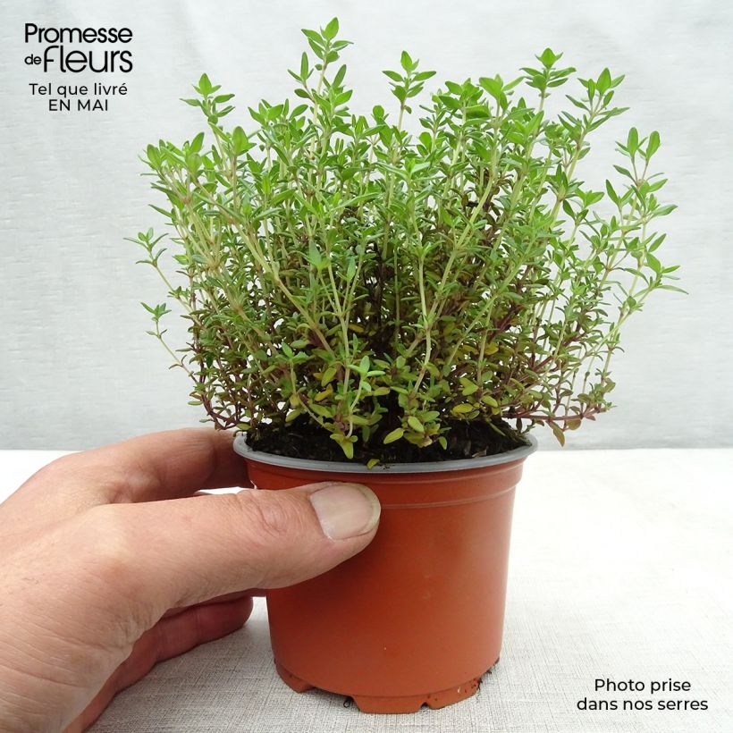 Thymus vulgaris Compactus - Winter Thyme sample as delivered in spring
