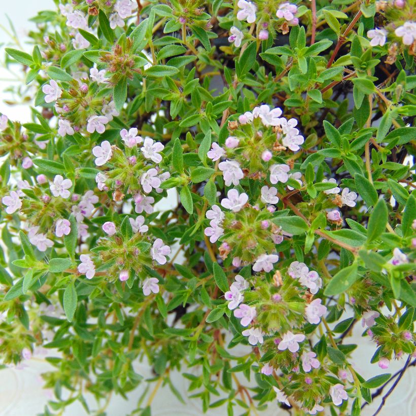 Corsican Thyme - Thymus herba-barona (Flowering)