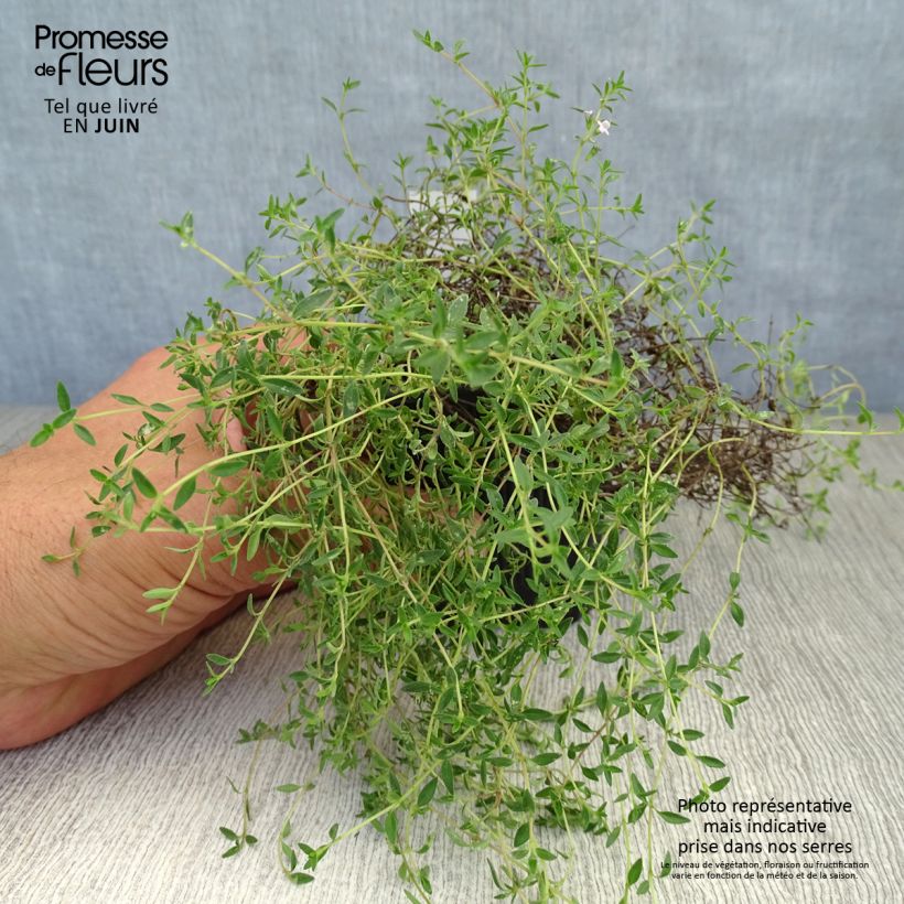 Corsican Thyme - Thymus herba-barona 8/9 cm pot sample as delivered in summer