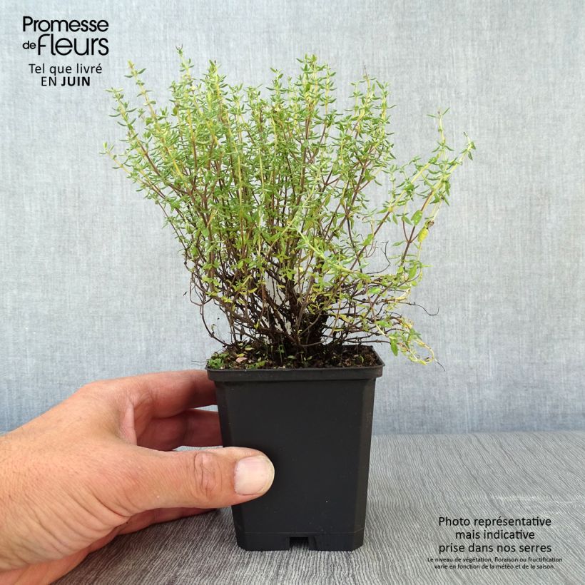 Thymus vulgaris Compactus - Winter Thyme 8/9 cm pot sample as delivered in summer