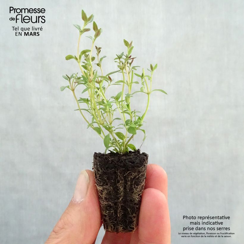 Thymus vulgaris Winter - Common Thyme in plants Plug plant 3/4cm sample as delivered in spring