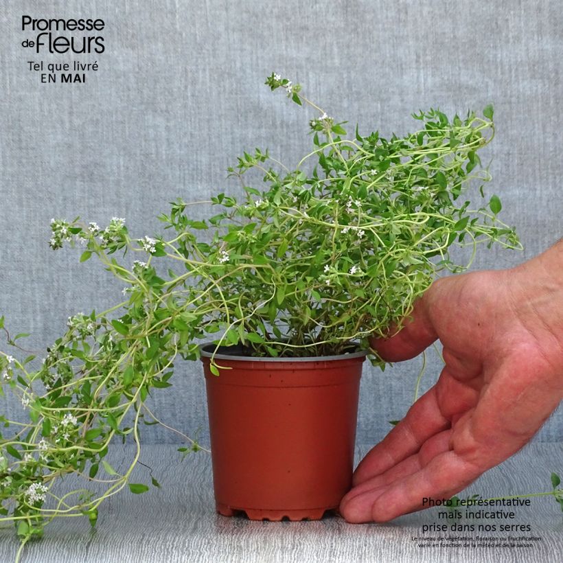 Thymus vulgaris Winter - Common Thyme in plants 8/9 cm pot sample as delivered in spring