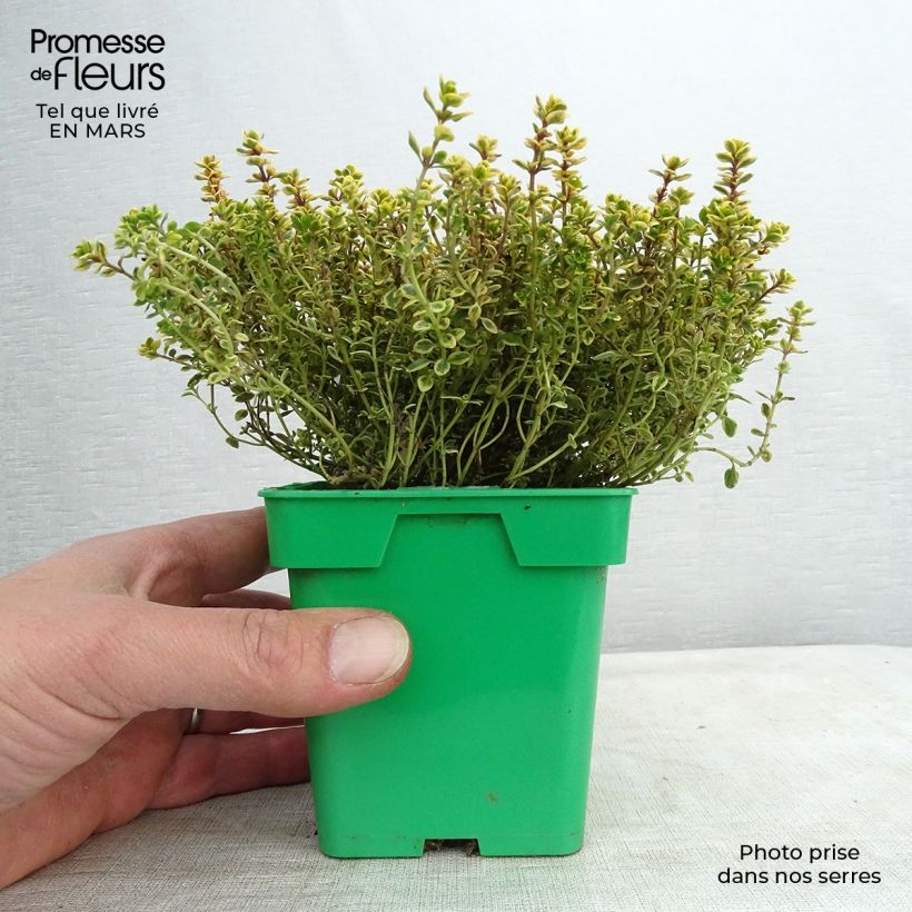 Thymus vulgaris Golden - Golden Thyme sample as delivered in spring