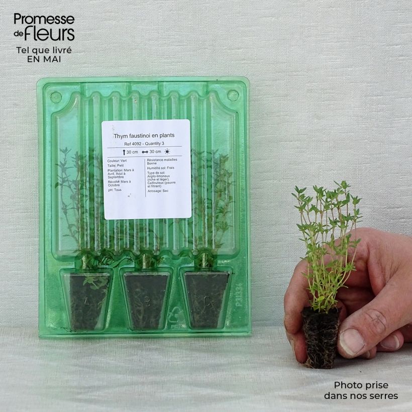 Faustinoi thyme in seedlings Plug plant 3/4cm sample as delivered in spring