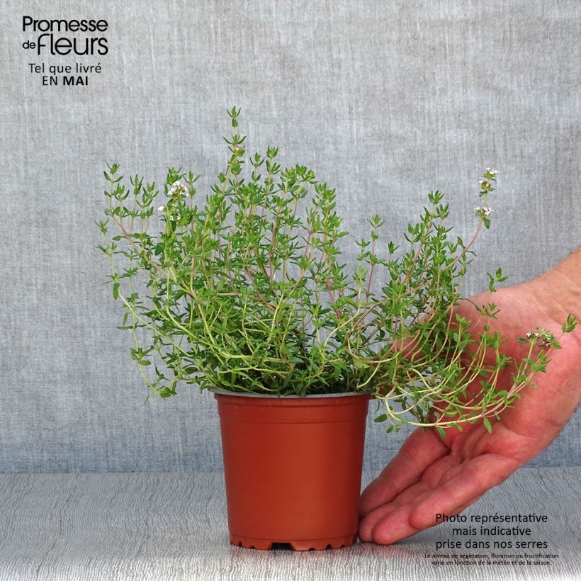 Faustinoi thyme in seedlings 8/9 cm pot sample as delivered in spring