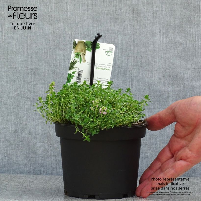 Thymus citriodorus Doone Valley - Lemon Thyme 1L/1.5L pot sample as delivered in summer