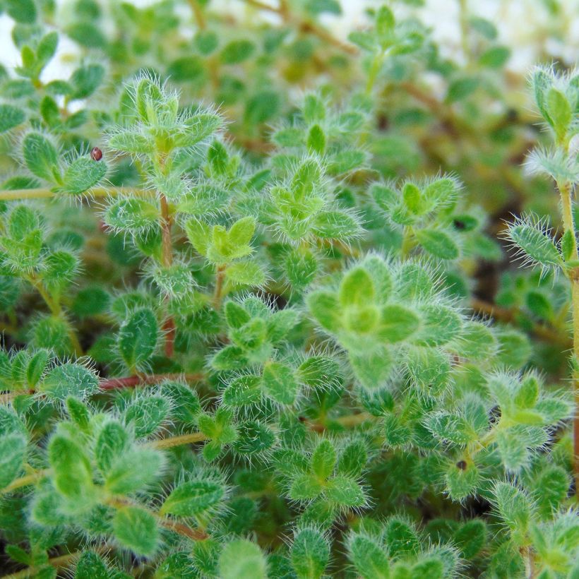 Thymus pseudolanuginosus - Thyme (Foliage)