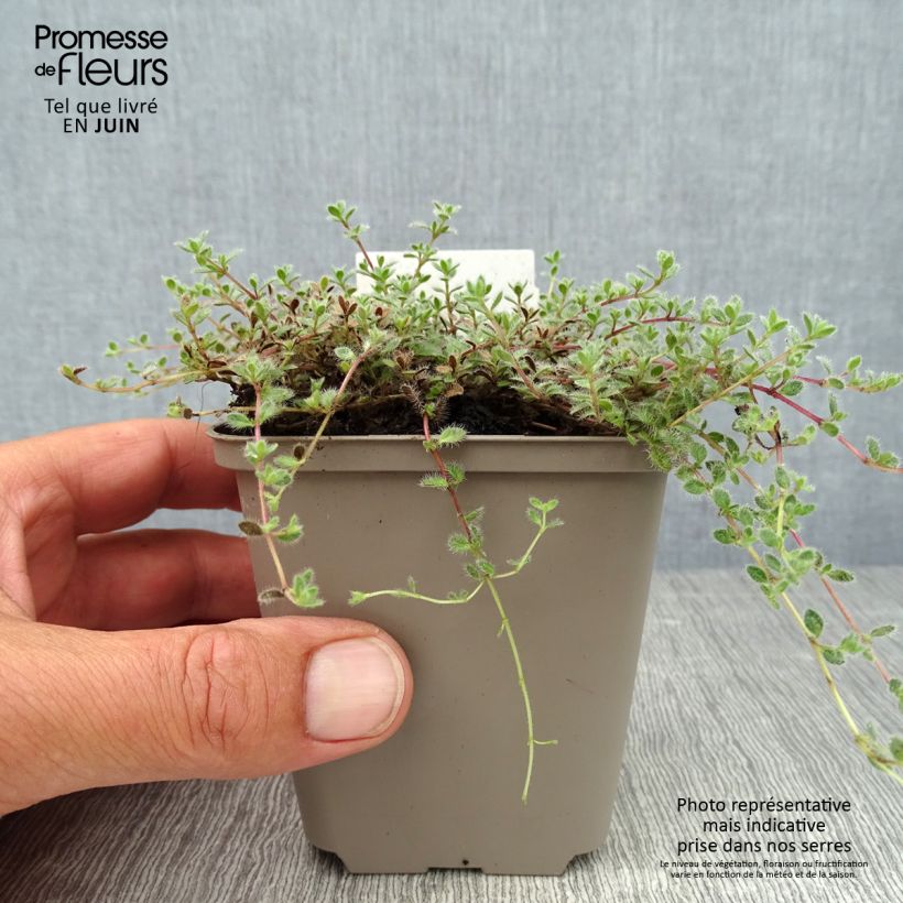 Thymus pseudolanuginosus - Thyme 8/9 cm pot sample as delivered in summer