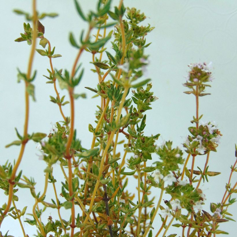 Thymus officinalis - Organic Thyme (Foliage)