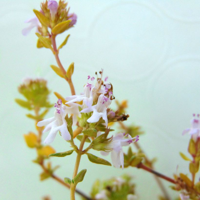 Thymus officinalis - Organic Thyme (Flowering)