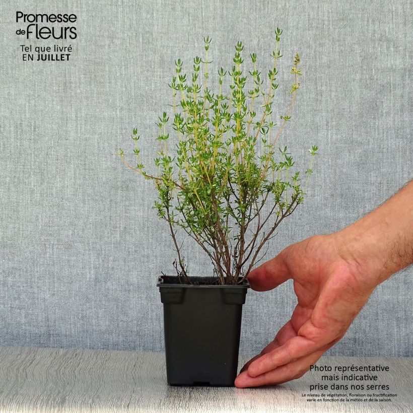 Thymus officinalis - Organic Thyme 8/9 cm pot sample as delivered in summer