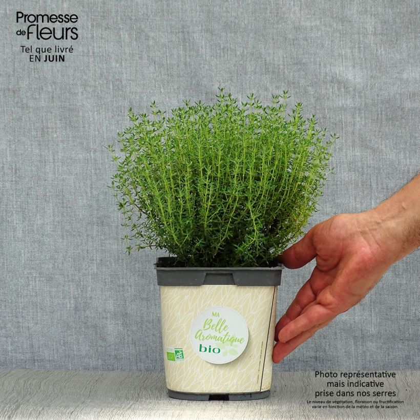 Thymus officinalis - Organic potted Thyme 1L/1.5L pot sample as delivered in summer
