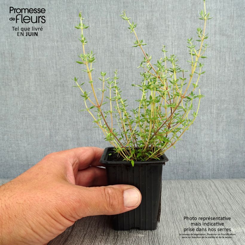 Thymus vulgaris Fragrantissimus - Orange Thyme in plants 7/8 cm pot sample as delivered in summer