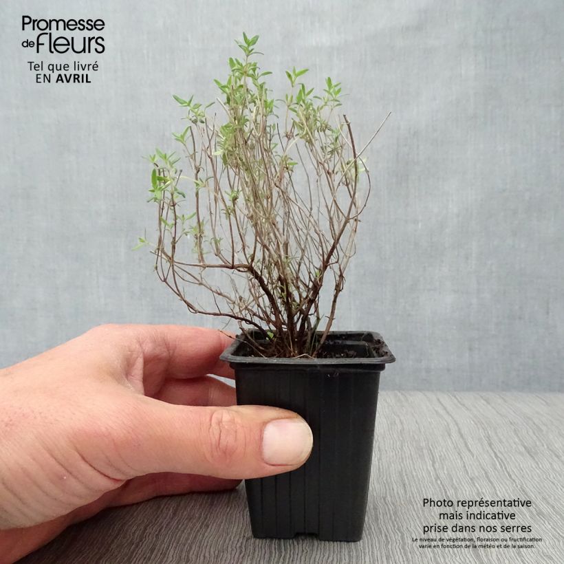 Thymus vulgaris Fragrantissimus - Orange Thyme in plants sample as delivered in spring