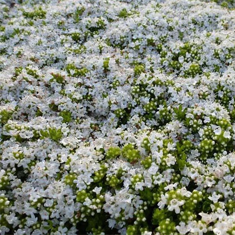 Thymus praecox Albiflorus - Thyme (Flowering)