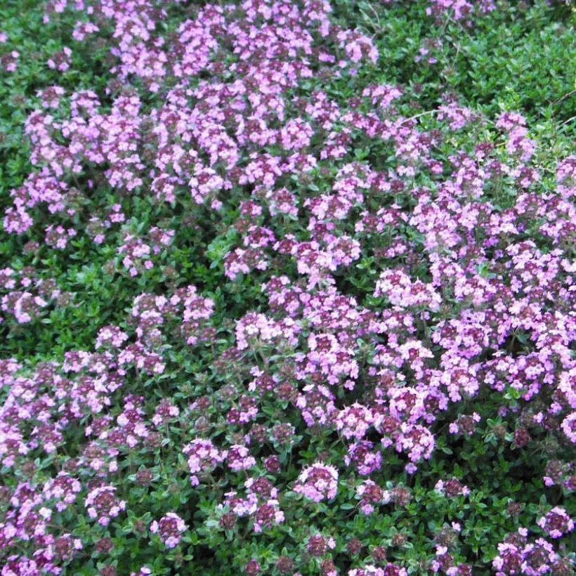 Thymus praecox Coccineus - Thyme (Flowering)