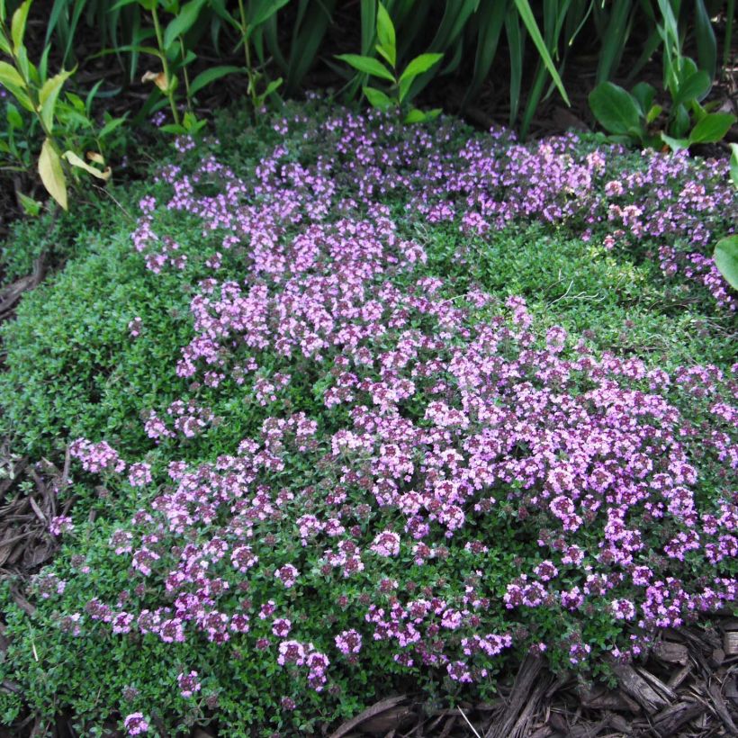 Thymus praecox Coccineus - Thyme (Plant habit)