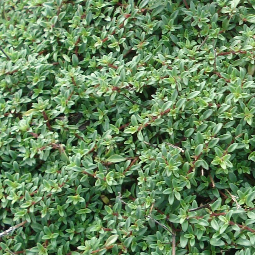 Thymus praecox Purple Beauty - Thyme (Foliage)