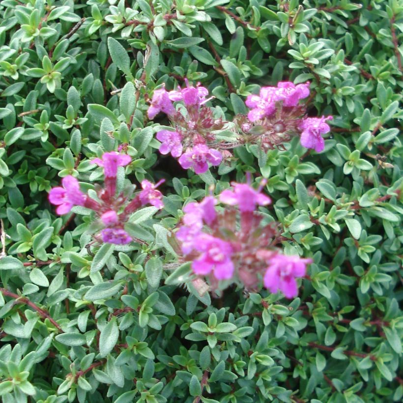 Thymus praecox Purple Beauty - Thyme (Flowering)