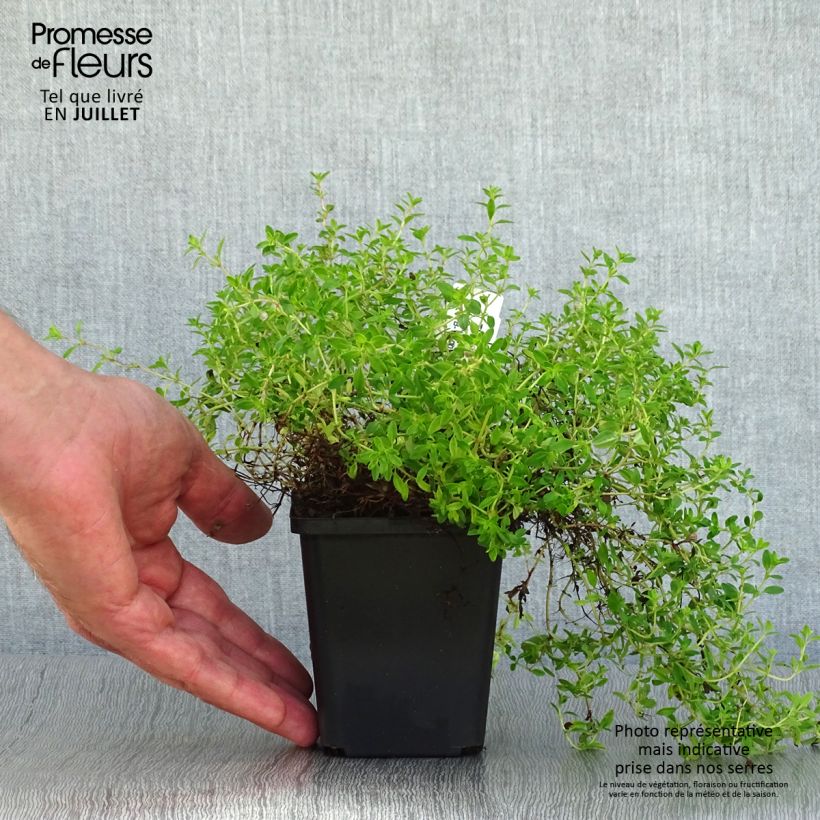 Thymus praecox Purple Beauty - Thyme 8/9 cm pot sample as delivered in summer