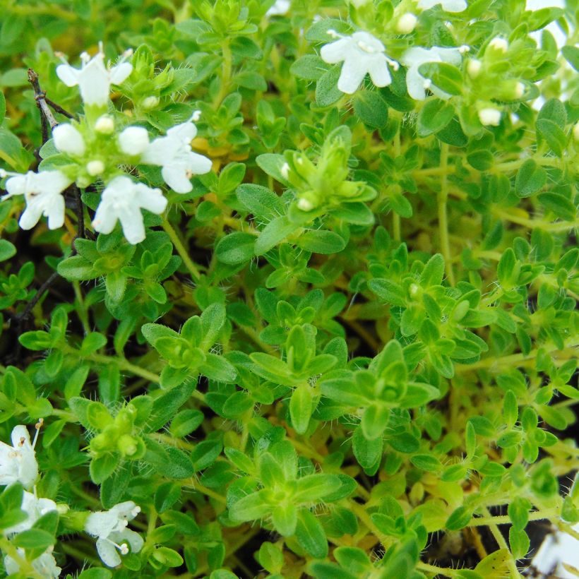 Thymus praecox Albiflorus - Thyme (Foliage)