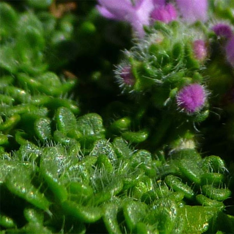 Thymus serpyllum Elfin - Thyme (Foliage)