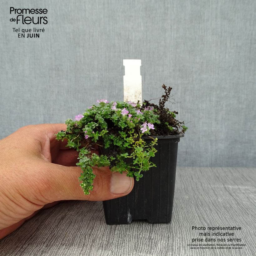 Thymus serpyllum Elfin - Thyme 8/9 cm pot sample as delivered in summer