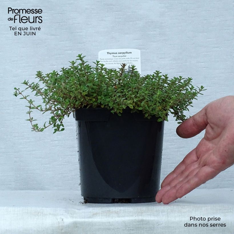 Thymus serpyllum Elfin - Thyme 2L/3L pot sample as delivered in summer