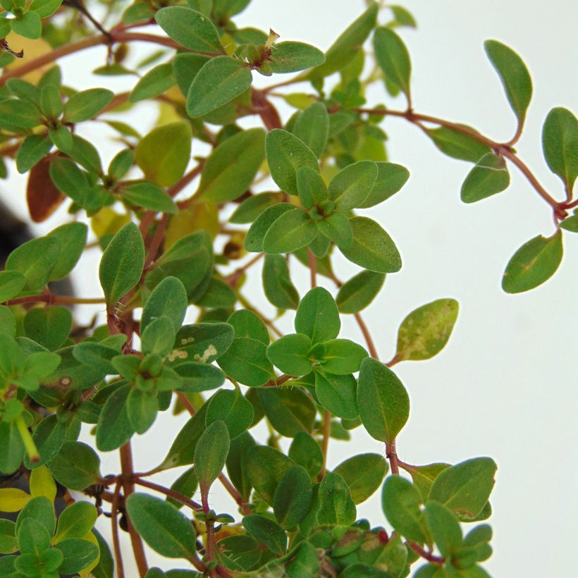 Thymus serpyllum - Wild Thyme (Foliage)
