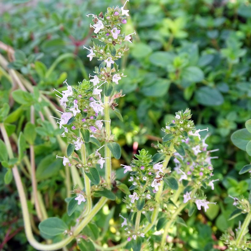 Thymus serpyllum - Wild Thyme (Flowering)