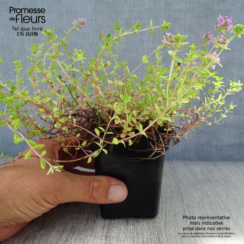 Thymus serpyllum - Wild Thyme 7/8 cm pot sample as delivered in summer