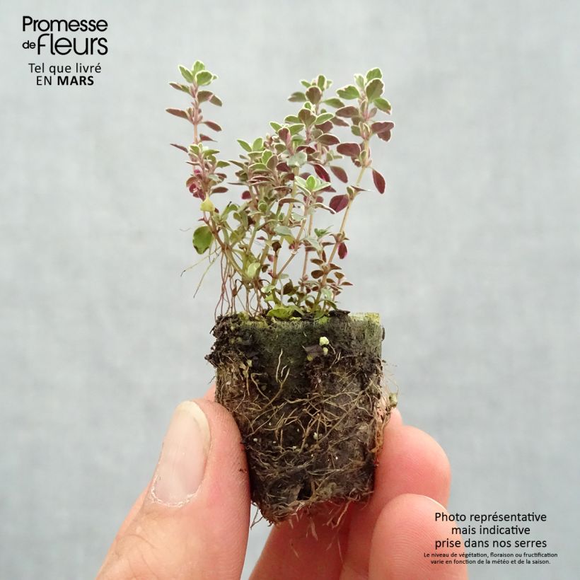 Thymus Sparkling Bright - Thyme Plug plant 3/4cm sample as delivered in spring