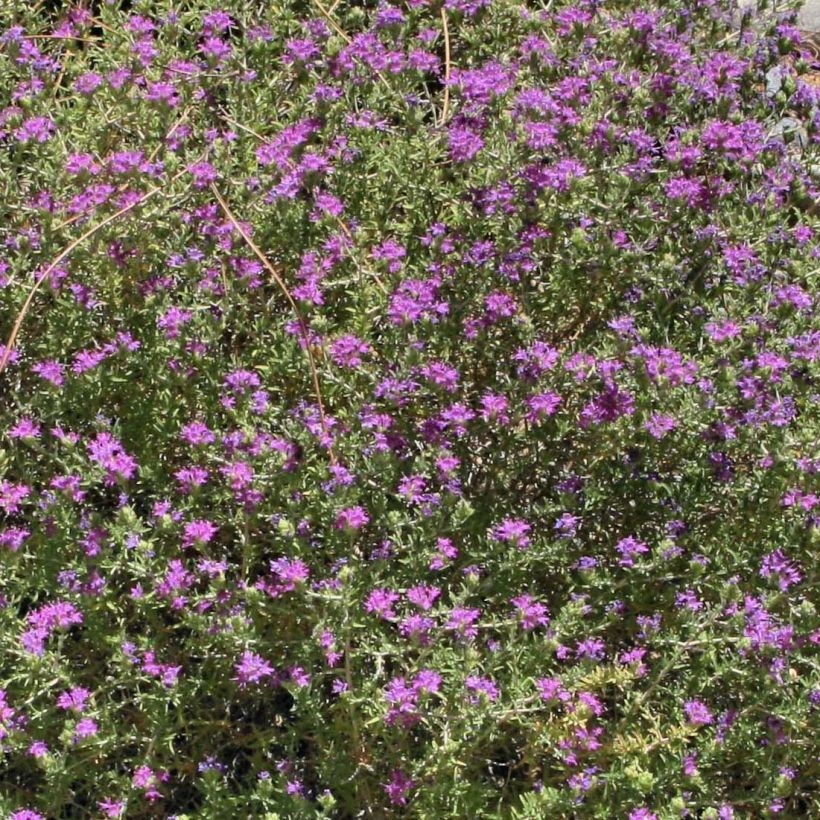 Thymus capitatus - Thyme (Flowering)