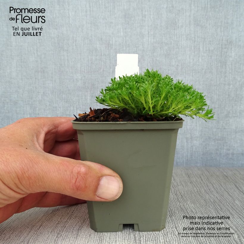 Thymus capitatus - Thyme 8/9 cm pot sample as delivered in summer
