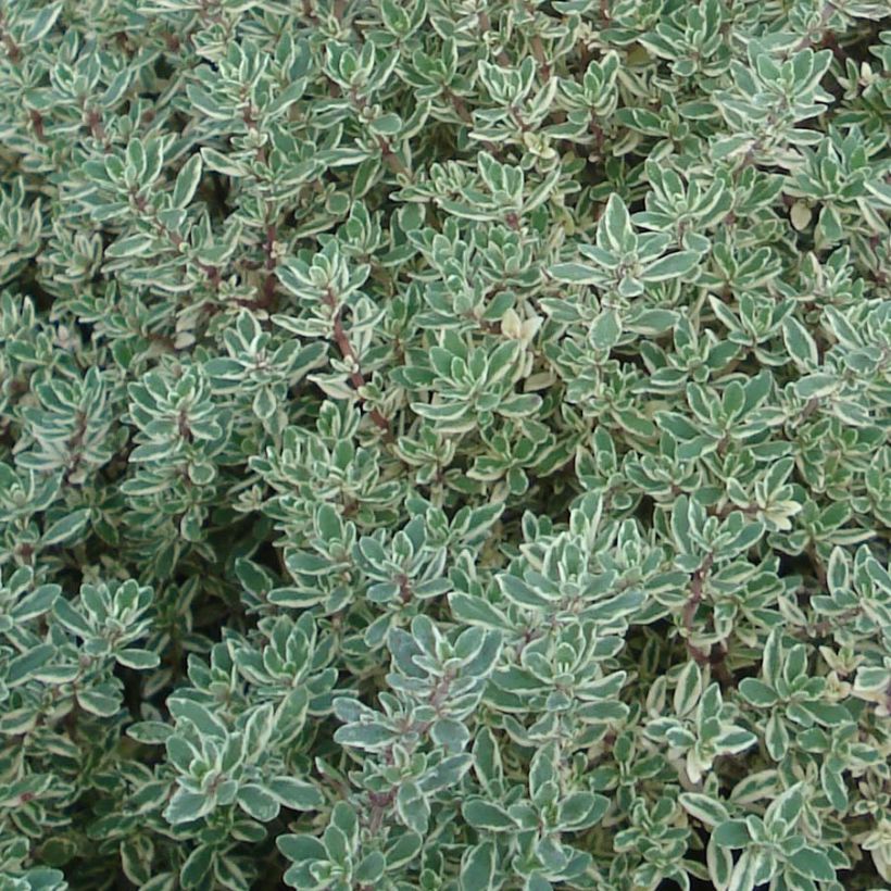 Thymus citriodorus Silver Queen - Lemon Thyme (Foliage)