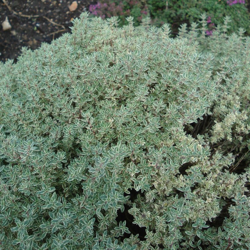 Thymus citriodorus Silver Queen - Lemon Thyme (Plant habit)