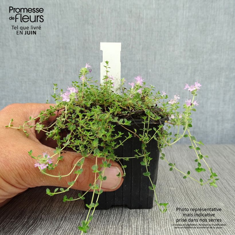 Thymus hirsutus - Thyme 8/9 cm pot sample as delivered in summer