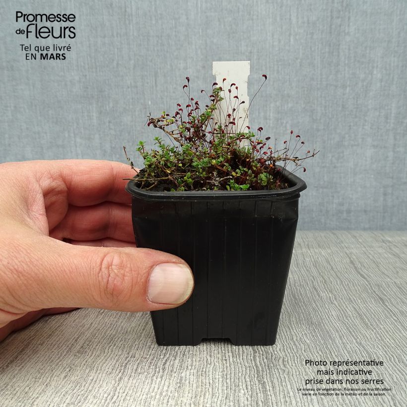 Thymus hirsutus - Thyme sample as delivered in spring