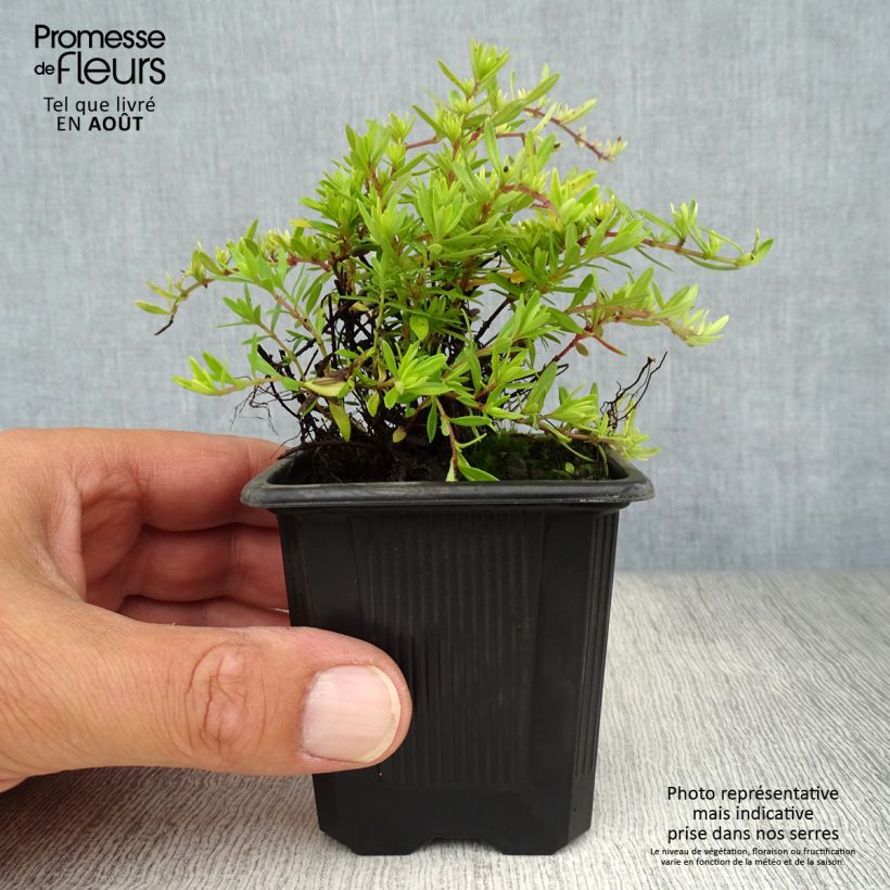 Thymus longicaulis - Thyme 8/9 cm pot sample as delivered in summer