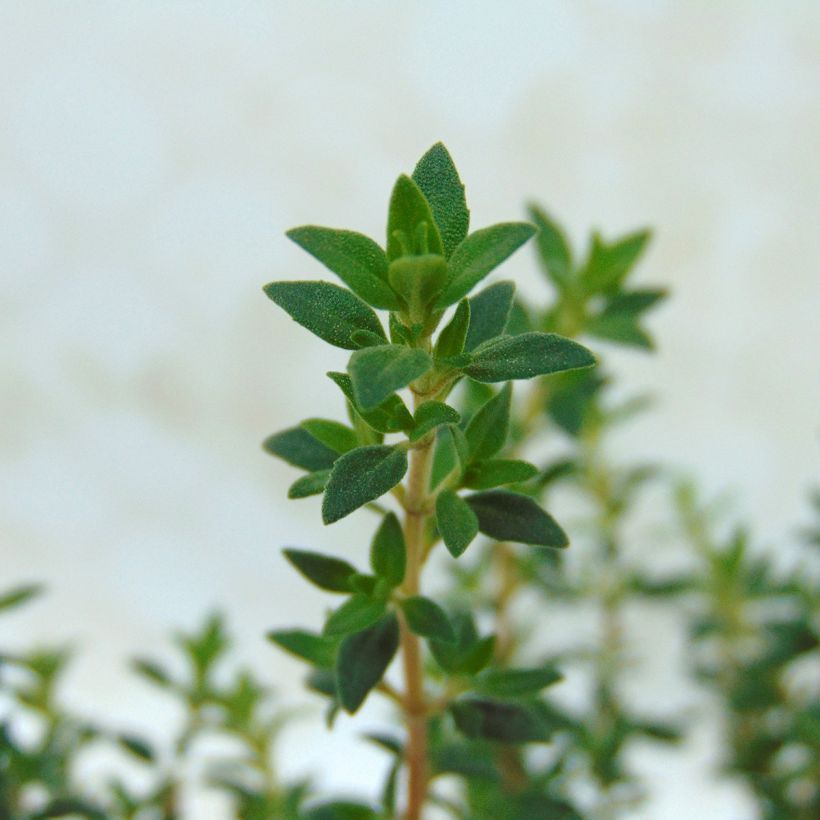 Thymus mastichina - Thyme (Foliage)