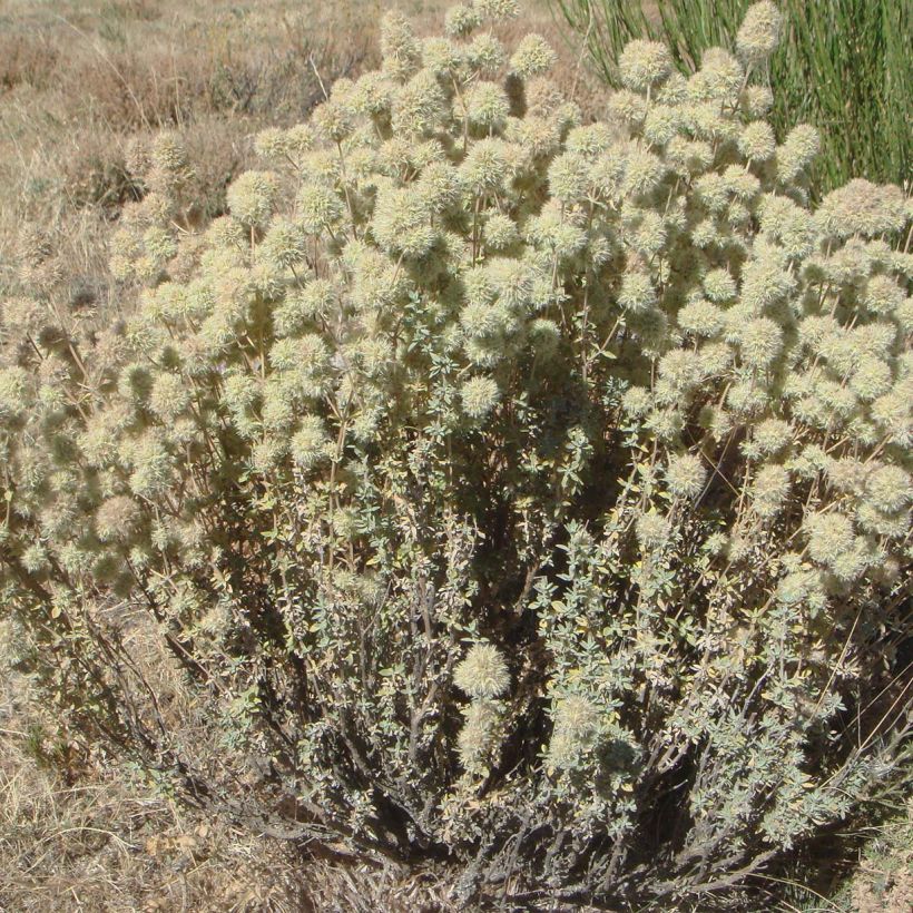 Thymus mastichina - Thyme (Plant habit)