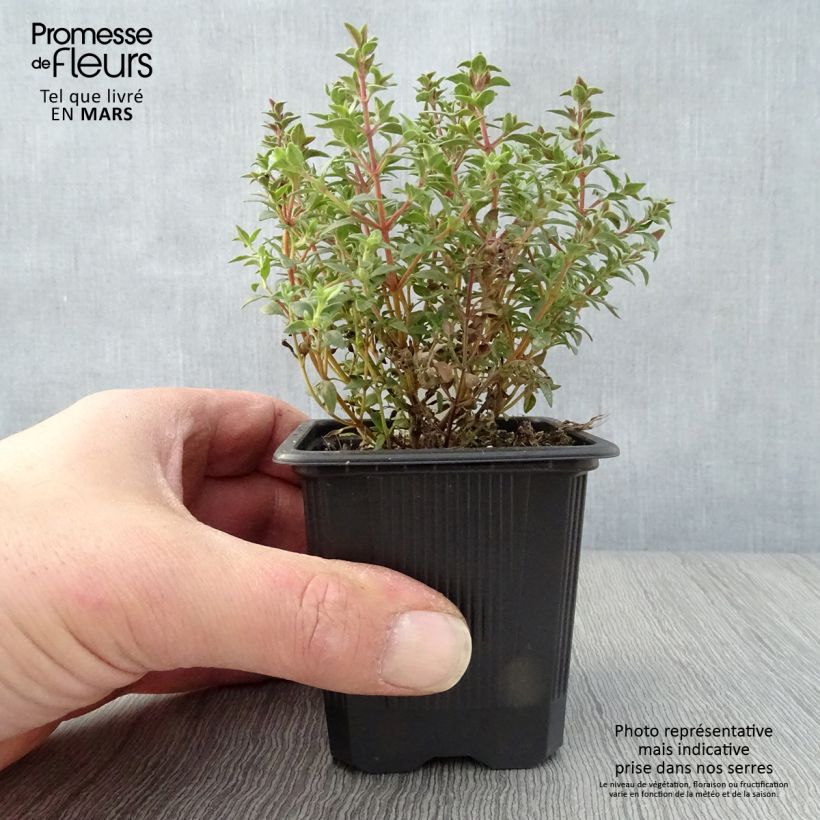 Thymus mastichina - Thyme sample as delivered in spring