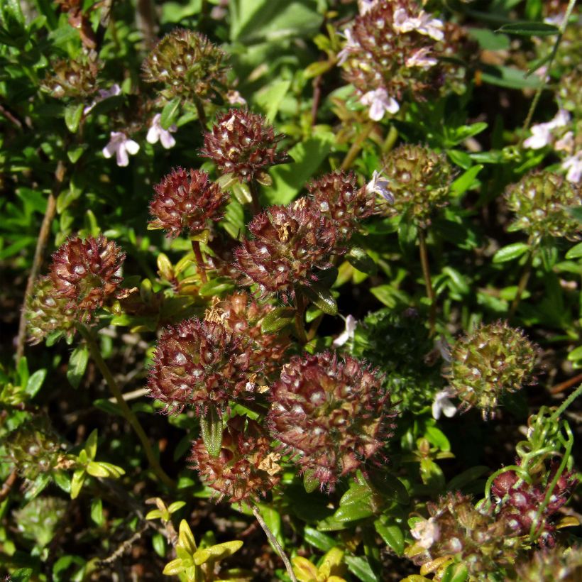 Thymus nitens - Thyme (Flowering)