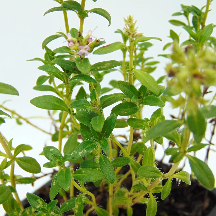 Thymus nitens - Thyme (Foliage)