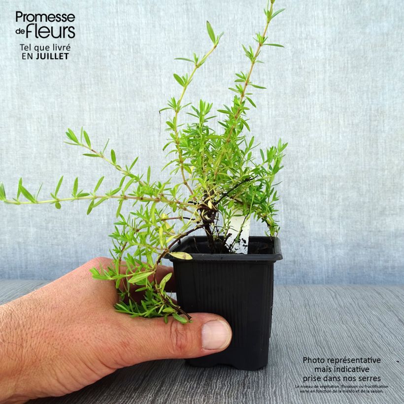 Thymus nitens - Thyme 8/9 cm pot sample as delivered in summer