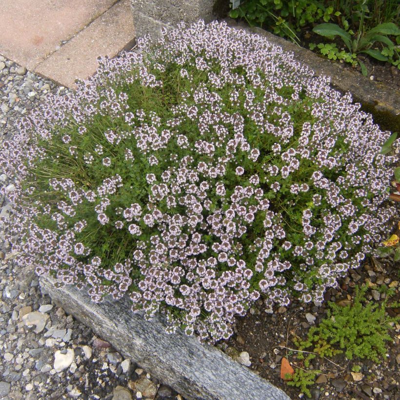 Thymus vulgaris Compactus - Common Organic Thyme (Foliage)