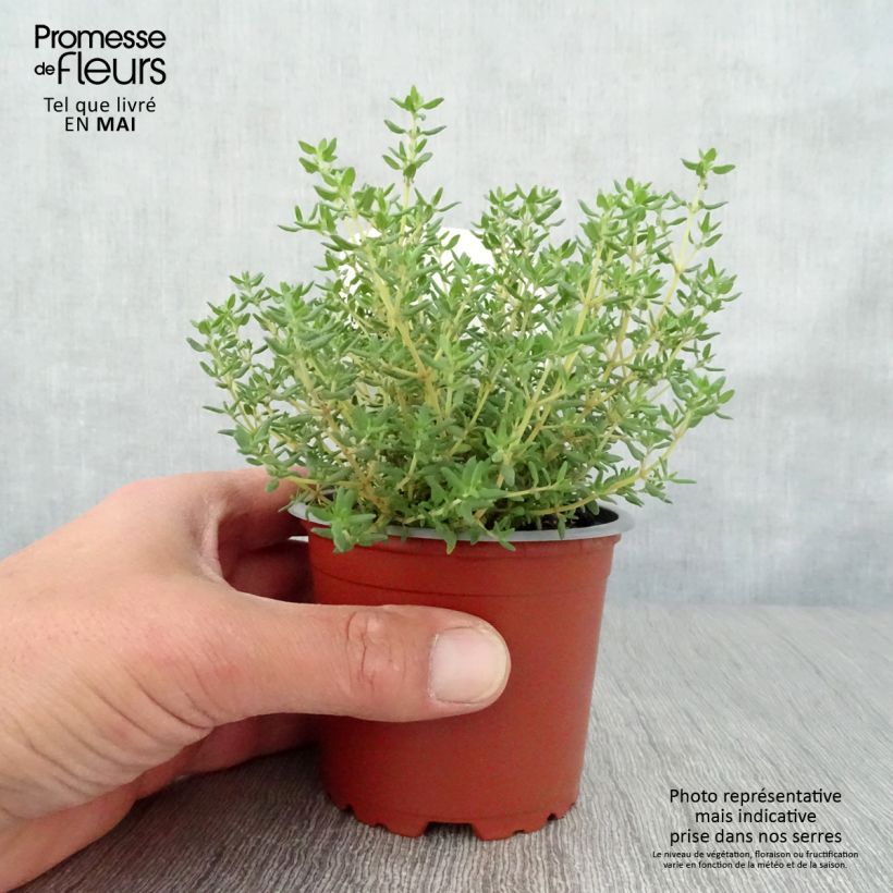 Thymus vulgaris Compactus - Common Organic Thyme 10cm/11cm pot sample as delivered in spring