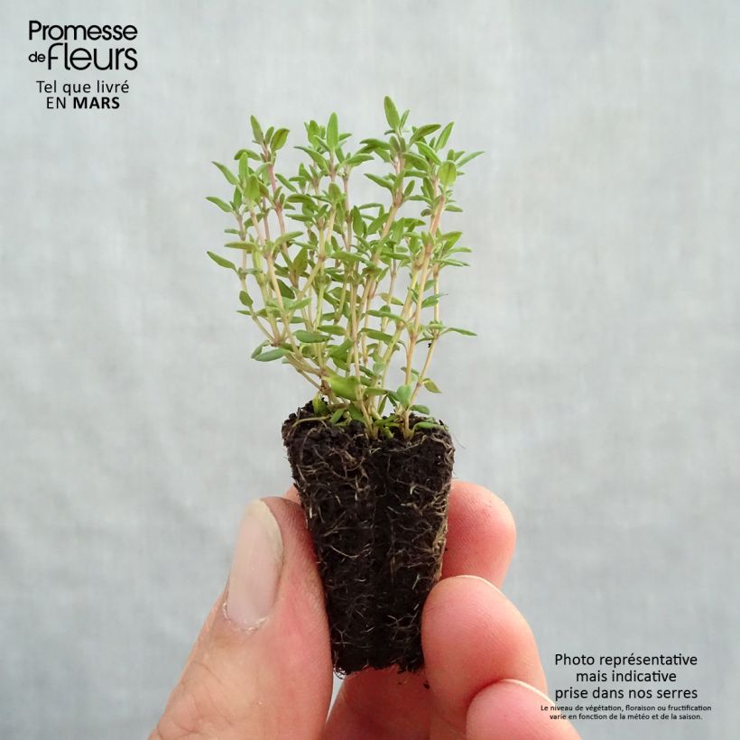 Thymus vulgaris Compactus - Common Organic Thyme Plug plant 3/4cm sample as delivered in spring
