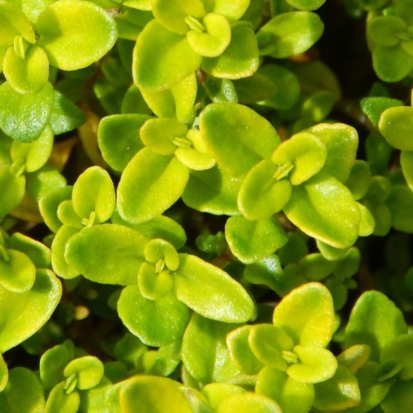 Thymus vulgaris Golden - Golden Thyme (Foliage)